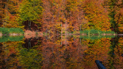 Reflection of colorful autumn trees in a lake
