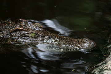 crocodile in water