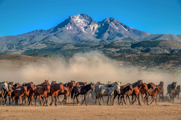wild horses running in the plain