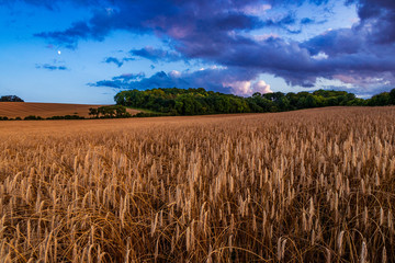 Dramatic August sunset and moonrise over the Weston Hills near Baldock in Hertfordshire east England