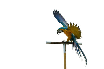 Macaw parrot flew down to the perch