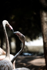 Fototapeta premium flamingo in zoo