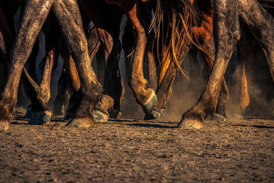 Foot detail of wild horses in nature