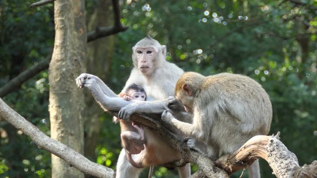 Long-tailed macaques monkey on tree