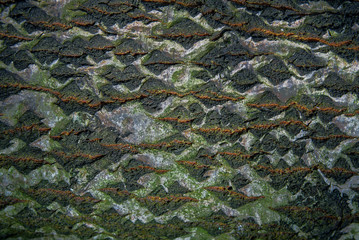 tree bark texture for background