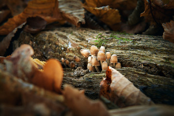 mushrooms in the autumn forest close up