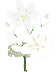 Watercolor Botanical Illustration of Ramson. Wild Leek Flower Elements in Vintage Style. White Flowers and Green Leaves Isolated on White. Allium ursinum. Wild Garlic Wildflower.
