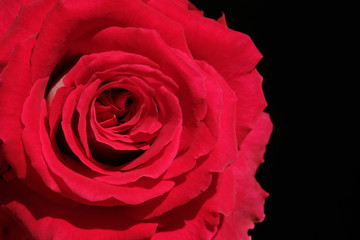 Naklejka premium Close up red rose petals with dark black background blank space