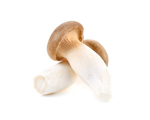 Fototapeta na wymiar Royal oyster mushroom on white background