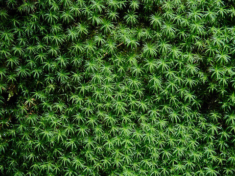Green Sphagnum Moss Close Up With Blurred Background Stock Photo - Download  Image Now - iStock