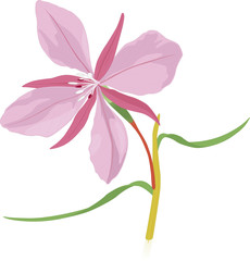 Hyacinth of the Broadway species on a flowerbed.