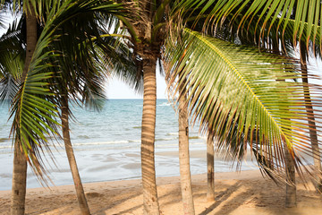 Sea is visible through palm tree branches. Tropical landscape.