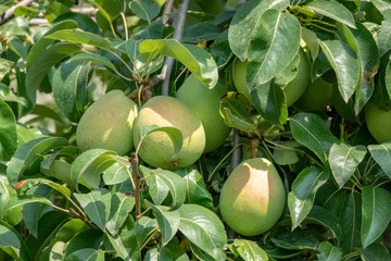 fresh ripe pears on tree