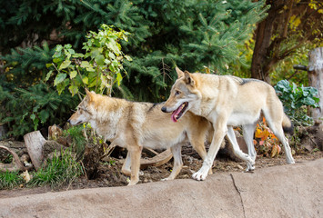 Naklejka na ściany i meble Gray wolf. Couple. It is a species of predatory mammal in the canine family.