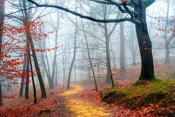 monte niebla colores otoño autum 