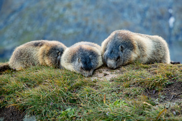 Free living marmot in natural environment