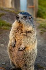 Free living marmot in natural environment