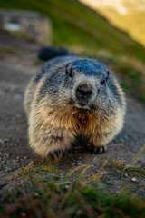 Free living marmot in natural environment