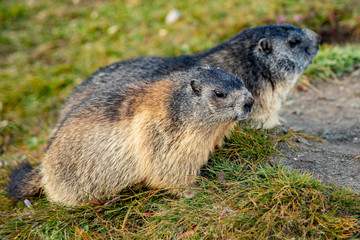 Free living marmot in natural environment