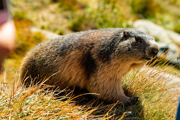 Free living marmot in natural environment