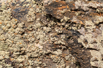 stone textures for graphic design work