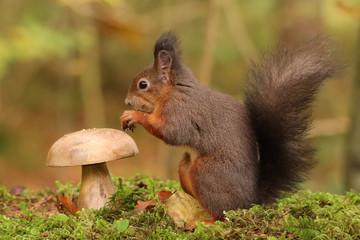Eichhörnchen
