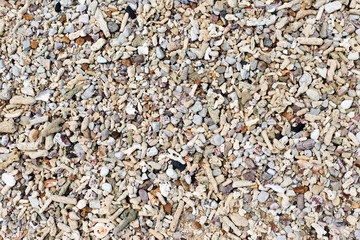 Seashells and sand background. Colorful shells. Beach texture.