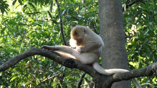 Long-tailed macaques monkey on tree