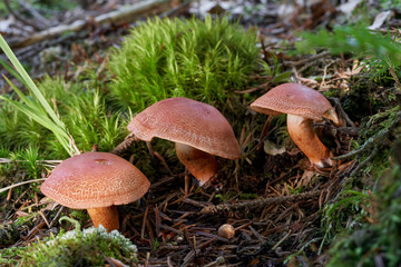 Poisonous mushroom Cortinarius bolaris growing in the beech forest. Also known as Dappled Webcap. Cap and stem with red scales. Moss around.