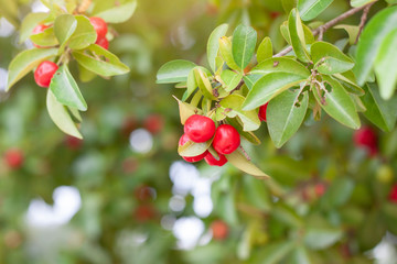 Fresh red cherry on the tree with sunlight on blur nature background.