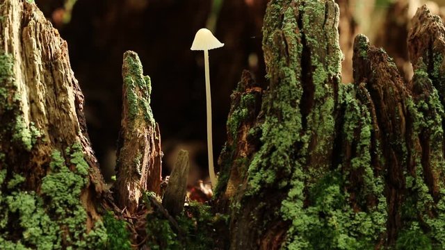 A tiny toadstool emerging from a decaying tree stump in woodland.