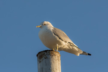 portrait of a seagull