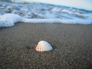 Fototapeta na wymiar seashell on beach sand and sea waves. macro shot