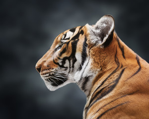 Portrait of magnificent tiger on gray cloudy background