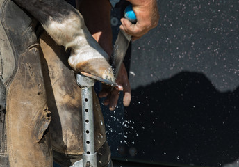 farrier at work