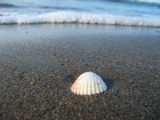 macro shot seashell on beach sand and sea waves