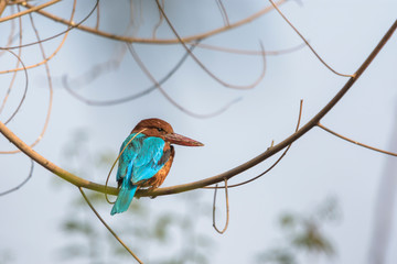 white throated kingfisher