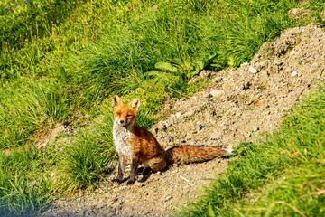 Free-range red fox looking into the camera