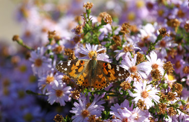 Butterfly on autumn flowers, lilac flowers, delicate background, butterfly insect