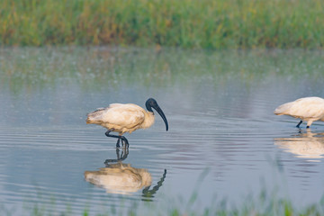 Black necked ibis