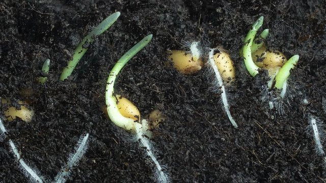Timelapse shooting of wheat germination in macro