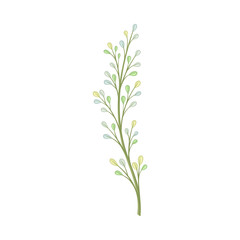 Long stalk with small leaves. Vector illustration on a white background.
