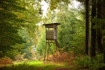 Herbstwald im Münsterland