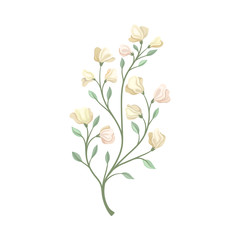 Long stalk with pale flowers. Vector illustration on a white background.