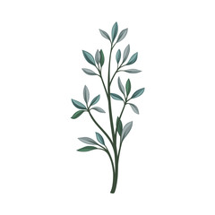 Branch with elongated pointed leaves. Vector illustration on a white background.