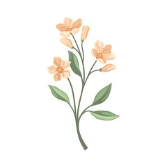 Branch with pale pink flowers. Vector illustration on a white background.