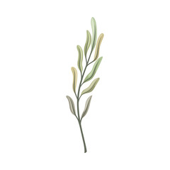 Long curved leaves on the stem. Vector illustration on a white background.