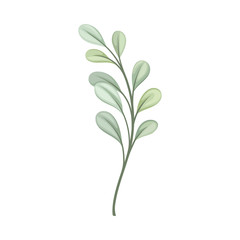 Fototapeta na wymiar Leaves in the form of a drop on the stem. Vector illustration on a white background.