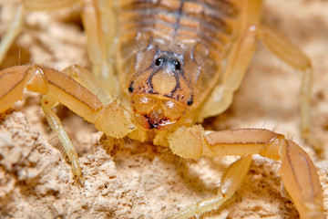 A yellow scorpion, Buthus occitanus. Natural enviroment. Granada, Spain. Macro photography