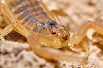 A yellow scorpion, Buthus occitanus. Natural enviroment. Granada, Spain. Macro photography